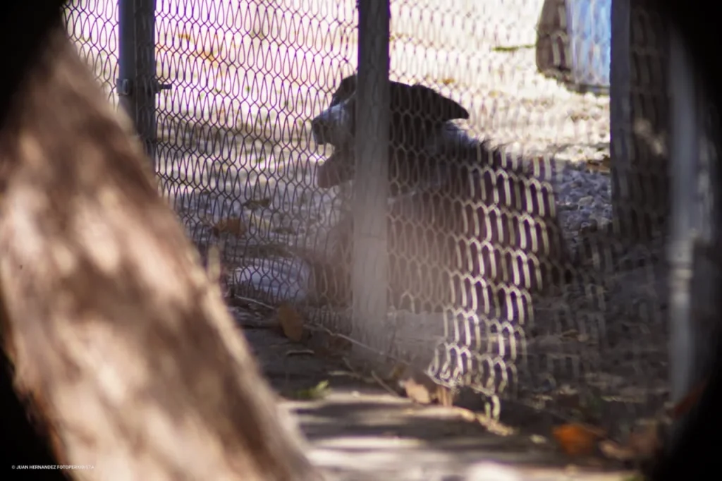 Investigan muerte de mujer; familia sospecha de homicidio tras presunto ataque de perros