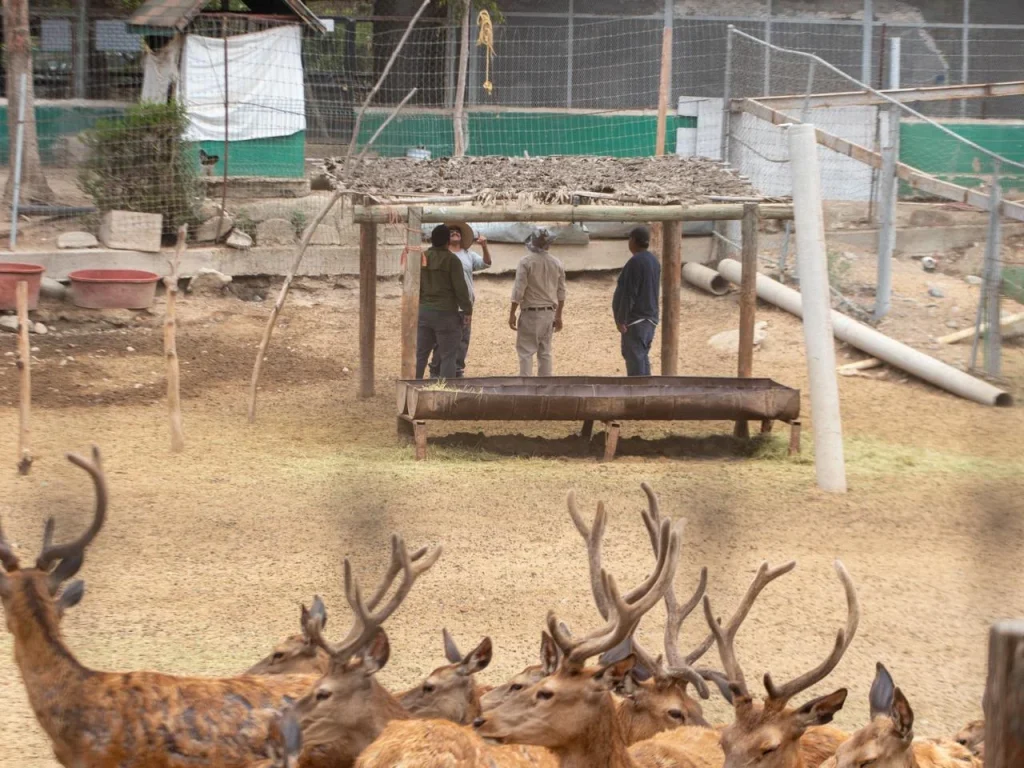 Cierran el zoológico del Parque Morelos en Tijuana; reubicarán a más de 160 animales