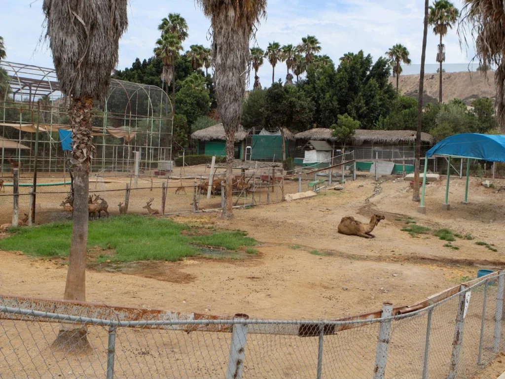 Cierran el zoológico del Parque Morelos en Tijuana; reubicarán a más de 160 animales