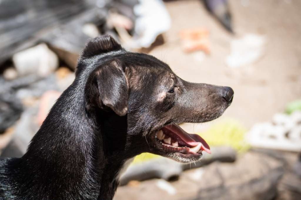 Cuestionan a la Fiscalía de Baja California por omisión y muerte de un perro en predio asegurado 