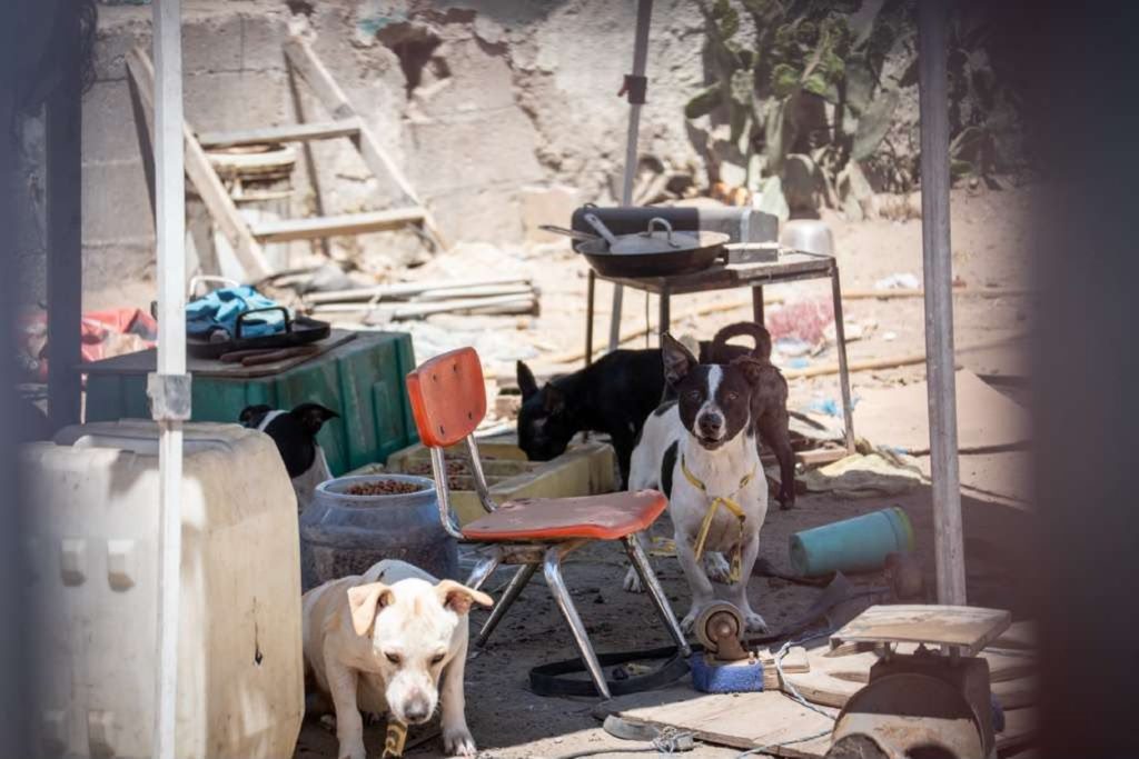 Cuestionan a la Fiscalía de Baja California por omisión y muerte de un canino en predio asegurado 