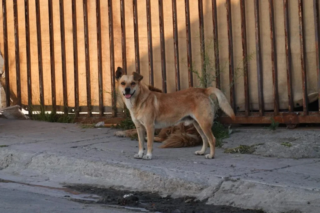 Confirman 24 casos de rickettsiosis y 12 defunciones en Tijuana y Tecate durante 2026