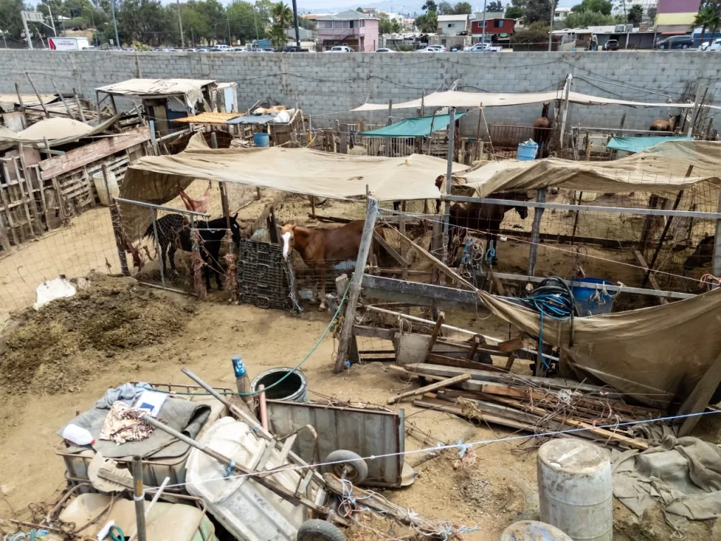 Rescatan a dos caballos en estado crítico de establo en Ensenada