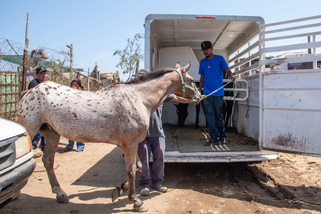 Rescatan a dos caballos en estado crítico de establo en Ensenada