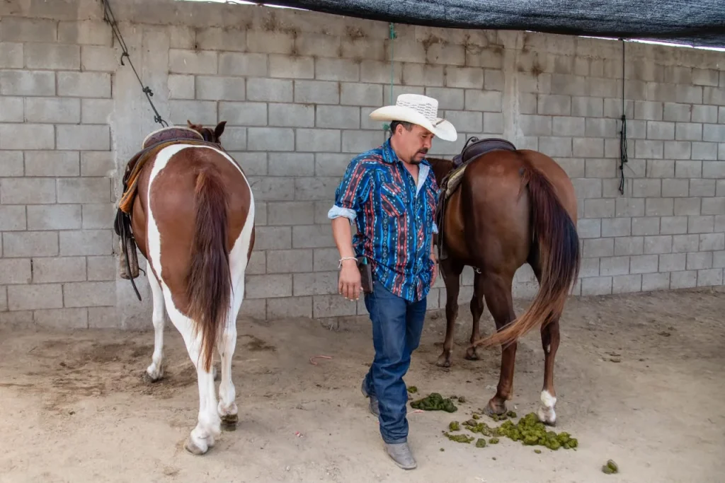 Rescatan a dos caballos en estado crítico de establo en Ensenada