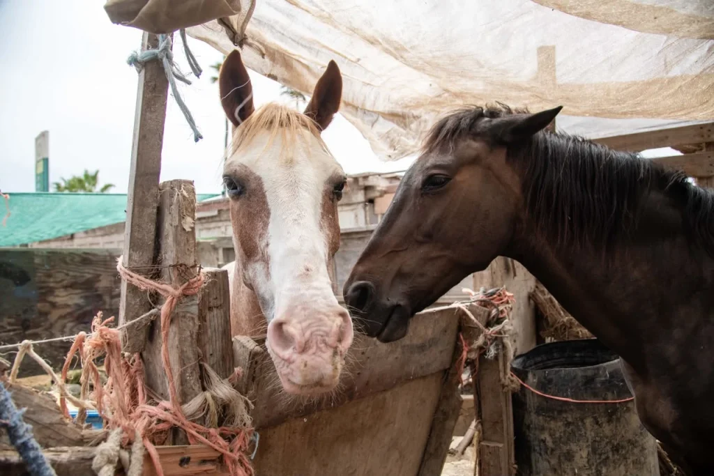 Rescatan a dos caballos en estado crítico de establo en Ensenada