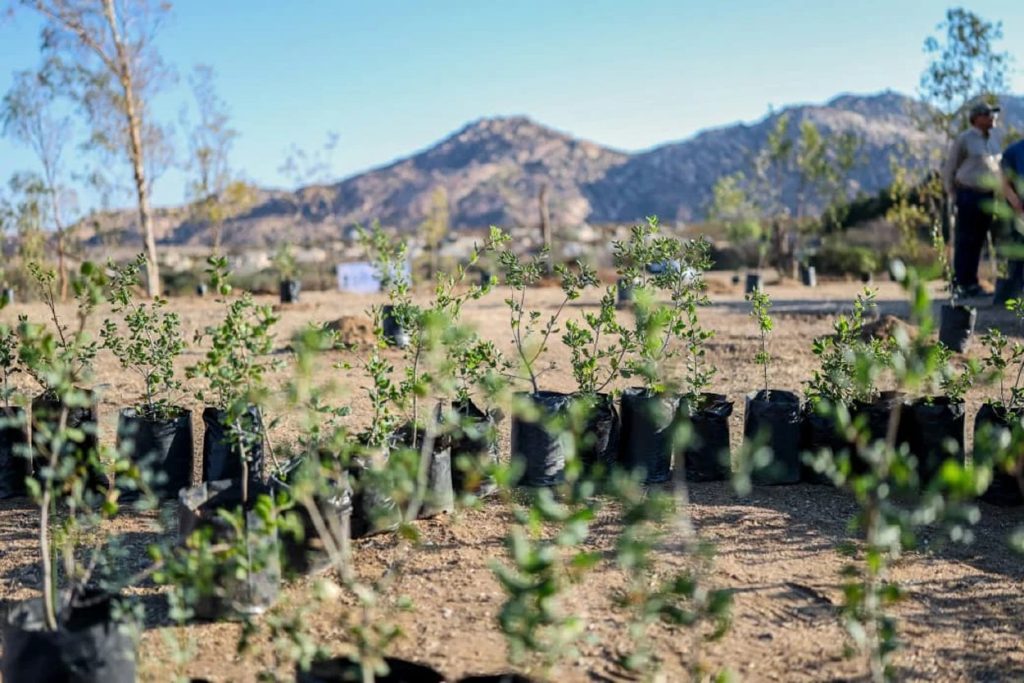 Baja California se suma a la Jornada Nacional de Reforestación 2026 con la siembra de 35 mil plantas en Tecate