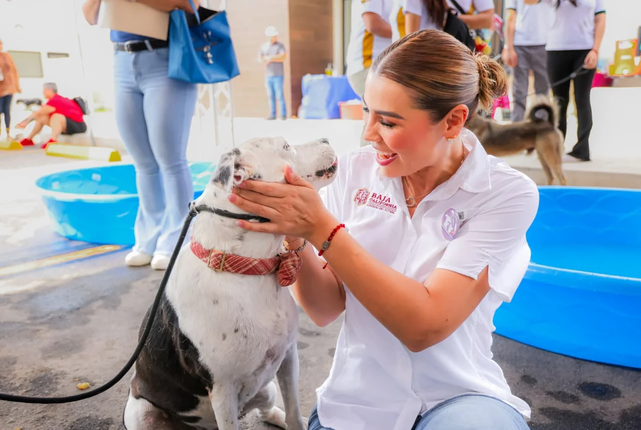 Santuario Animal Mily promueve adopción responsable de 230 perros y gatos en Baja California