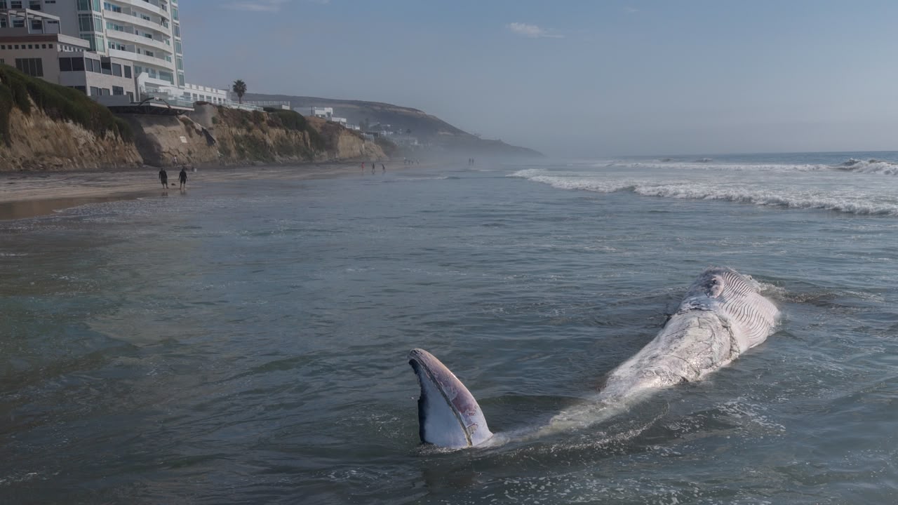Aparece ballena de 12 metros sin vida en Playas de Tijuana