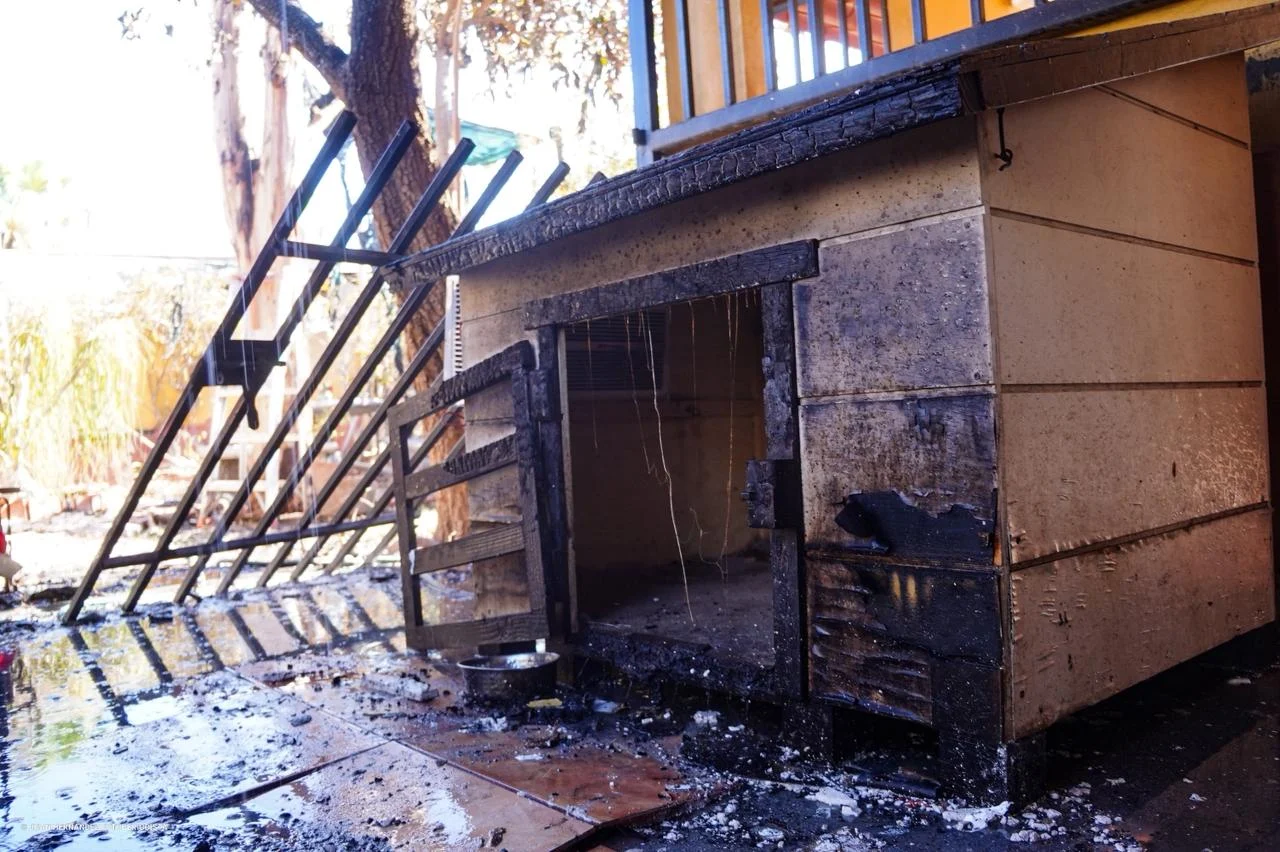 Mueren tres perros tras incendio en Mexicali; logran rescatar a uno