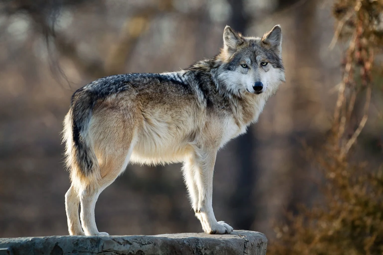 Evalúan retirar protección federal al lobo gris mexicano en Estados Unidos