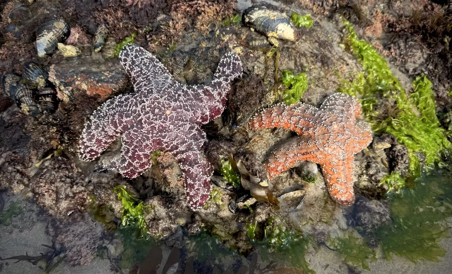 Marea baja revela estrellas de mar y fauna intermareal en Rosarito