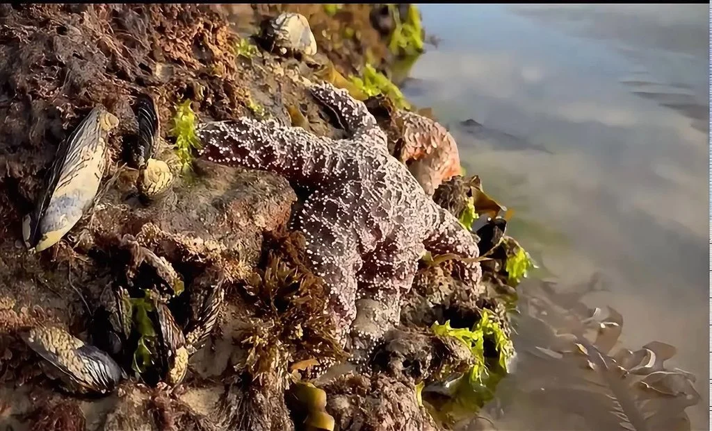 Marea baja revela estrellas de mar y fauna intermareal en Rosarito