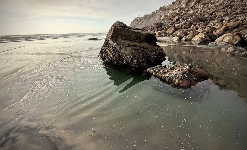 Marea baja revela estrellas de mar y fauna intermareal en Rosarito