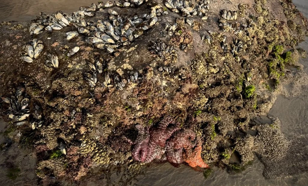 Marea baja revela estrellas de mar y fauna intermareal en Rosarito