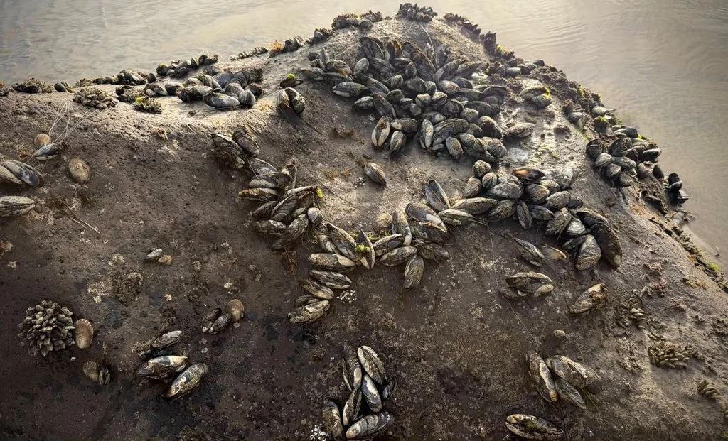 Marea baja revela estrellas de mar y fauna intermareal en Rosarito