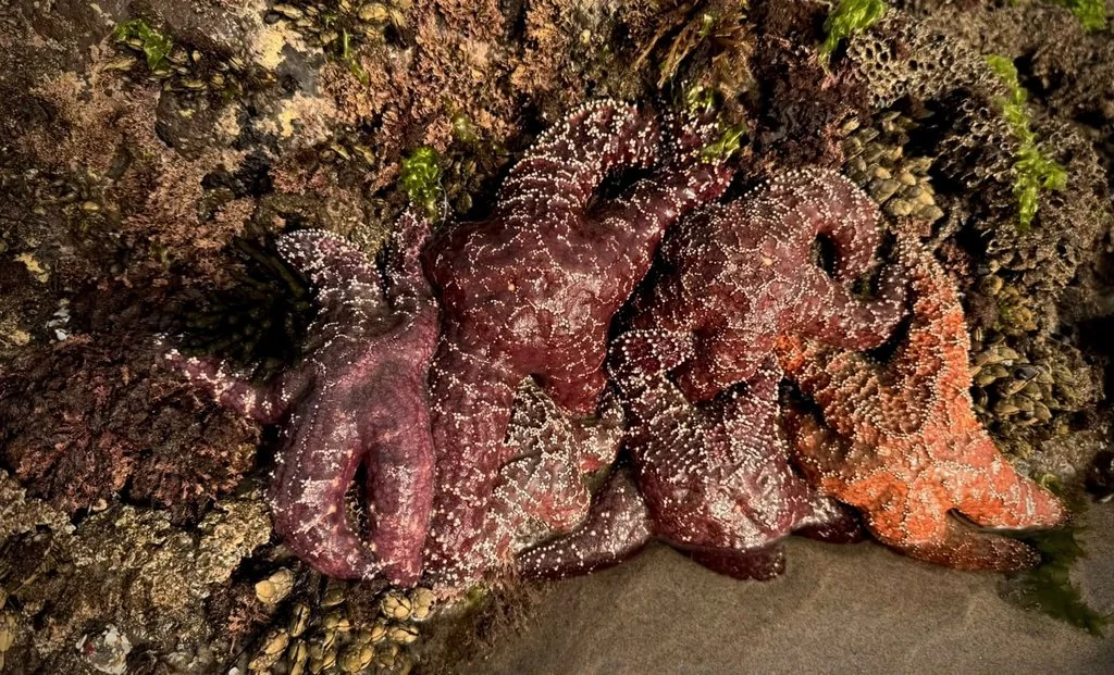 Marea baja revela estrellas de mar y fauna intermareal en Rosarito