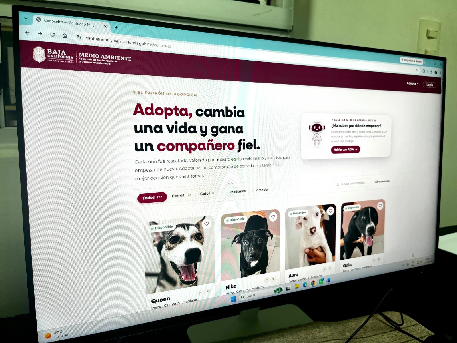 Habilitan padrón digital para adoptar a más de 200 perros en el Santuario Mily