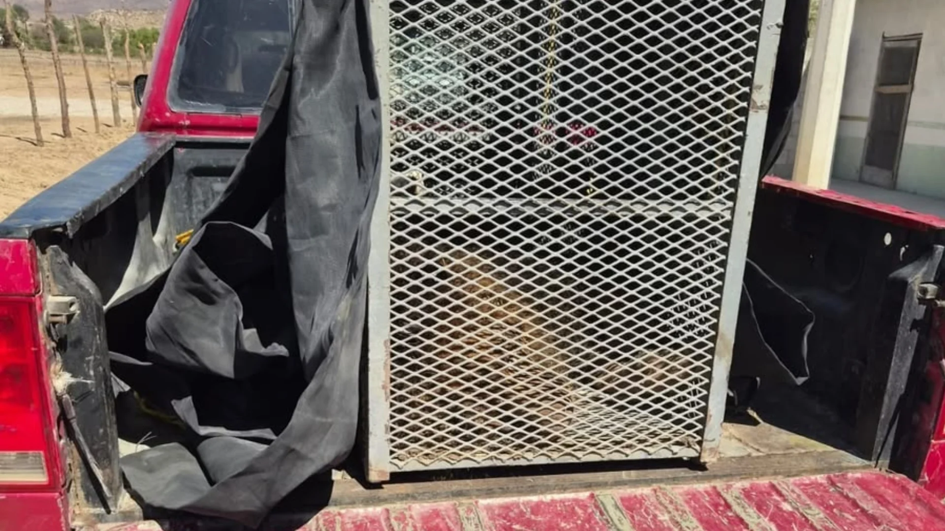 Aseguran a felino silvestre que deambulaba en predio de Valle Redondo