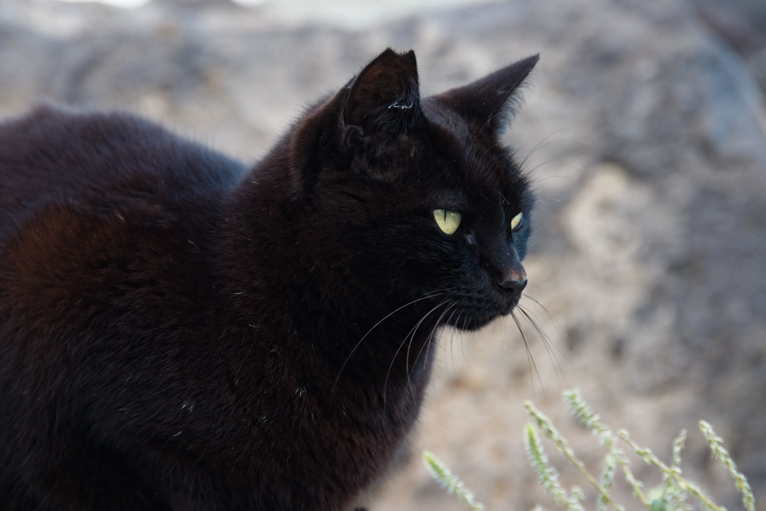 Piden extremar resguardo de perros y gatos negros por Halloween