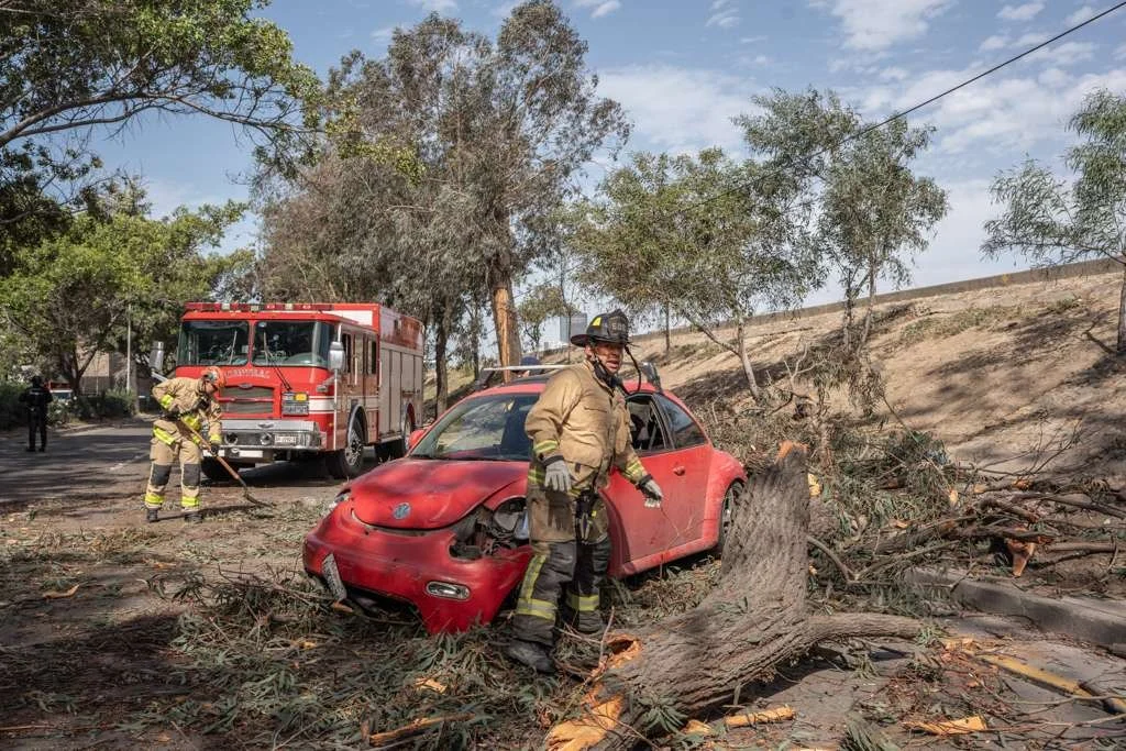 Cae árbol sobre automóvil en la Vía Rápida de Tijuana por vientos de Santa Ana