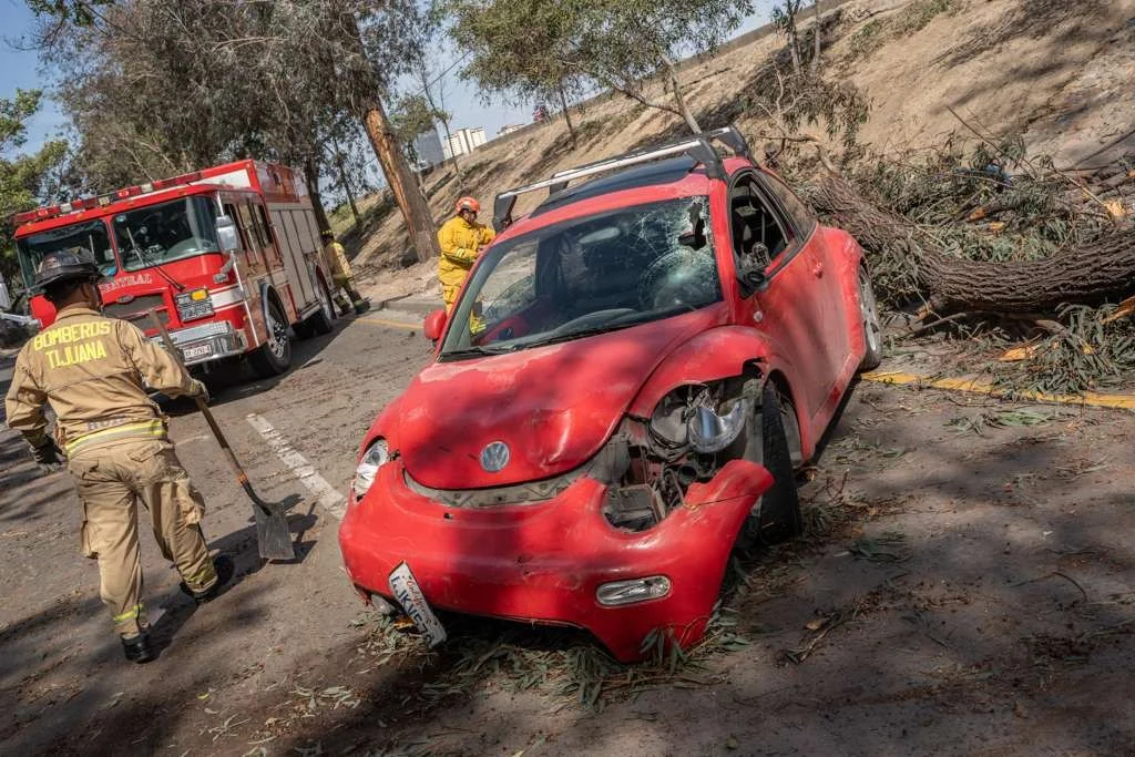 Cae árbol sobre automóvil en la Vía Rápida de Tijuana por vientos de Santa Ana