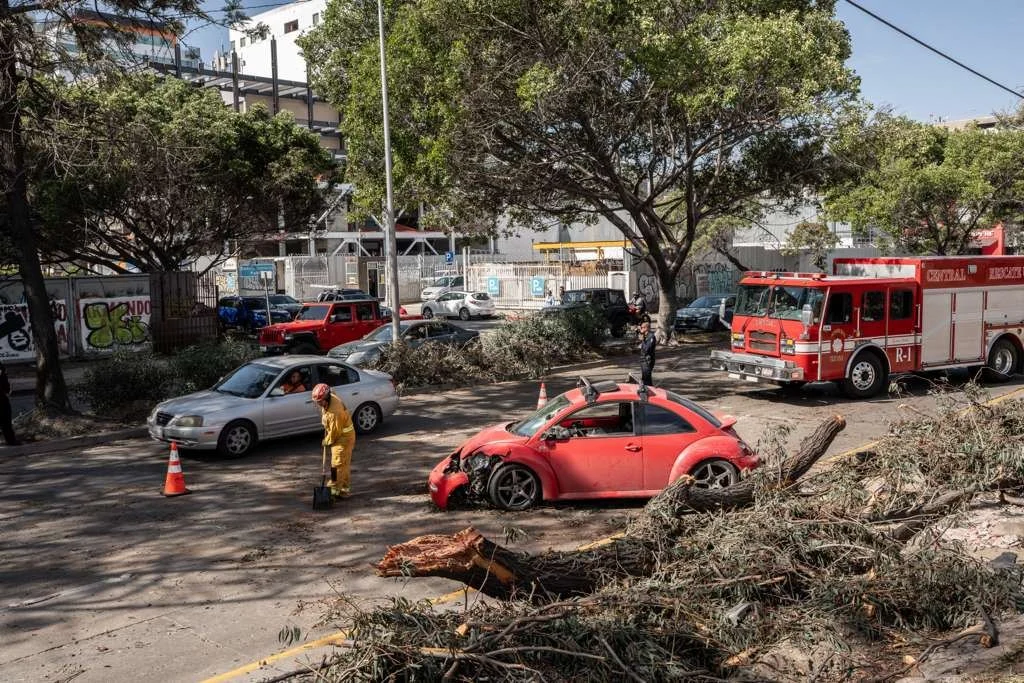 Cae árbol sobre automóvil en la Vía Rápida de Tijuana por vientos de Santa Ana
