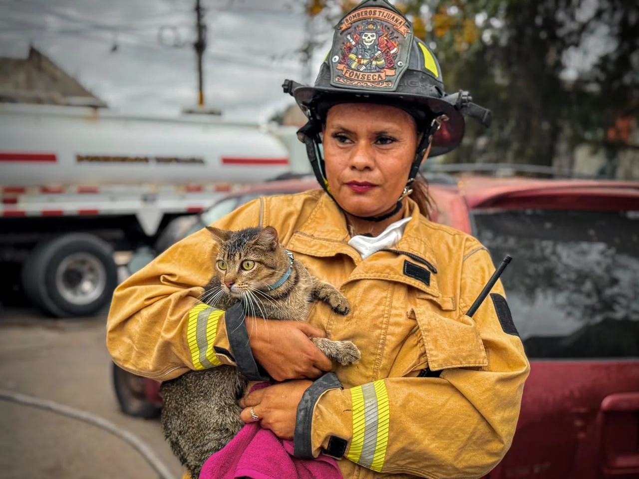 Bomberos rescatan a gata y sus crías tras incendio